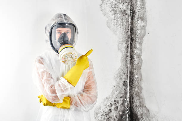 Why You Should Choose Our Mold Remediation Services in Waupaca, WI